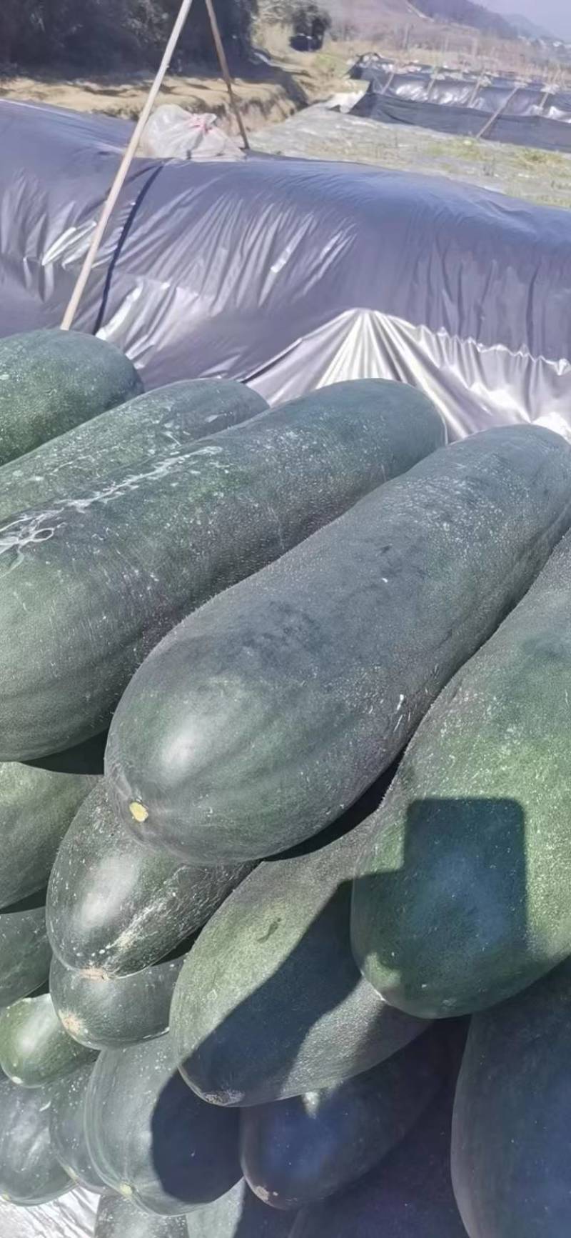 新福建南平冬瓜冬瓜，甜脆可口，**特惠，快来选购！