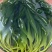 去根免泡洗霞浦鲜嫩速冻海带苗无泥无沙鲜嫩爽口夏天凉拌菜