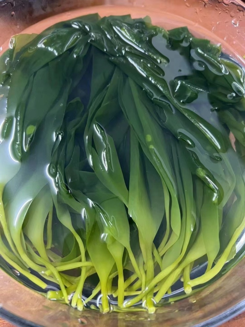 去根免泡洗霞浦鲜嫩速冻海带苗无泥无沙鲜嫩爽口夏天凉拌菜