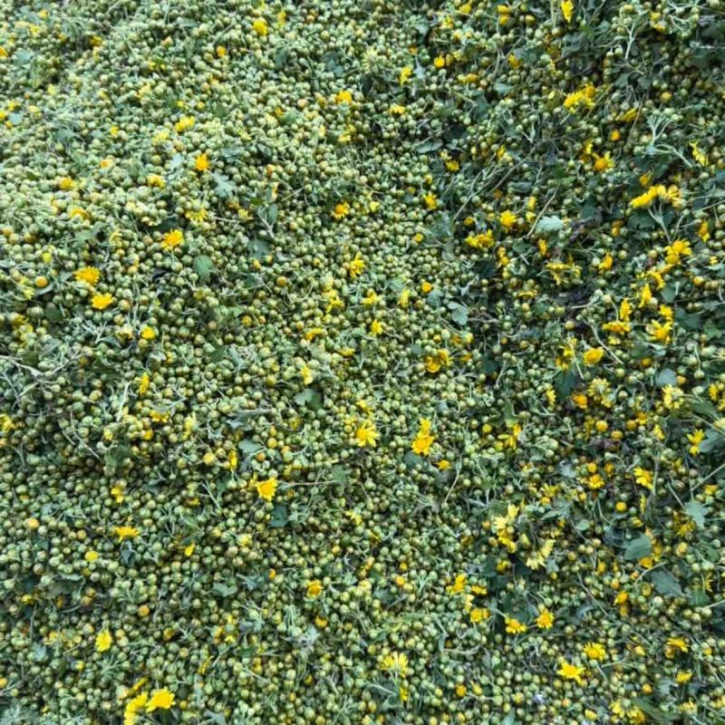 野菊花，