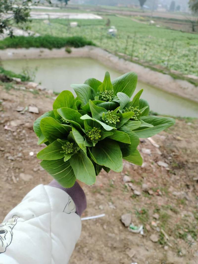 精品上海青上海青菜苔菜心大量上市品质保证量大