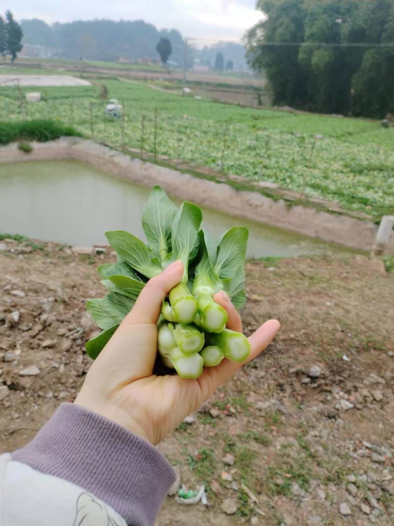 精品上海青上海青菜苔菜心大量上市品质保证量大