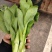 精品上海青上海青菜苔菜心大量上市品质保证量大