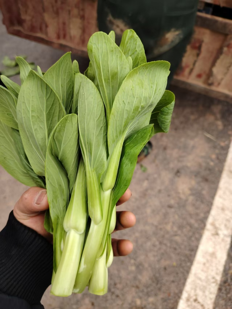 精品上海青上海青菜苔菜心大量上市品质保证量大