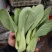 精品上海青上海青菜苔菜心大量上市品质保证量大