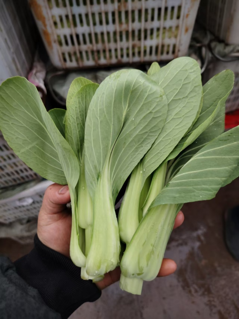 精品上海青上海青菜苔菜心大量上市品质保证量大