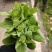 精品上海青上海青菜苔菜心大量上市品质保证量大