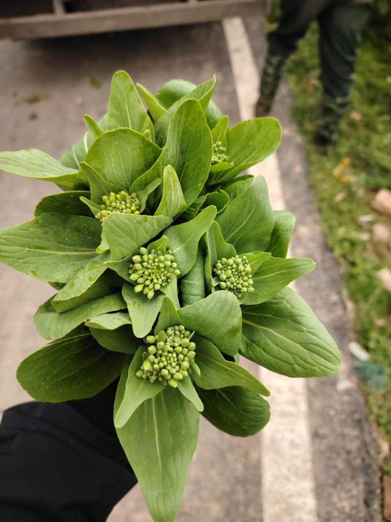 精品上海青上海青菜苔菜心大量上市品质保证量大