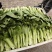 精品上海青上海青菜苔菜心大量上市品质保证量大