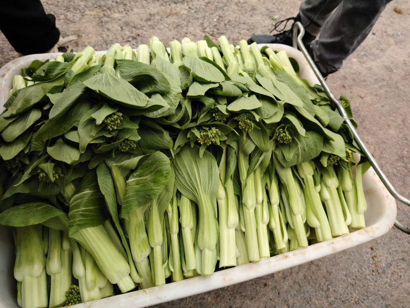精品上海青上海青菜苔菜心大量上市品质保证量大