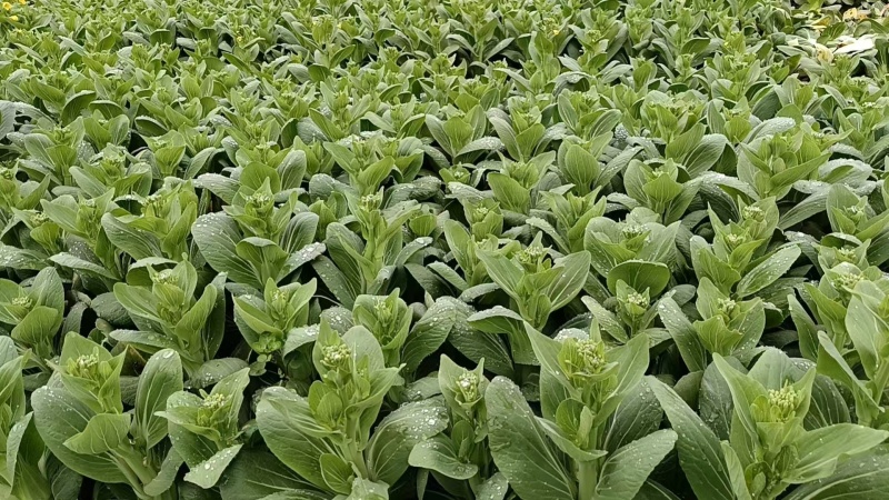 精品上海青上海青菜苔菜心大量上市品质保证量大
