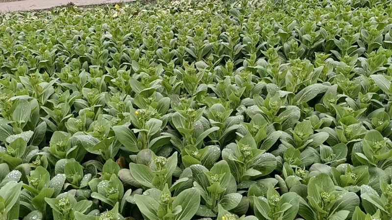 精品上海青上海青菜苔菜心大量上市品质保证量大