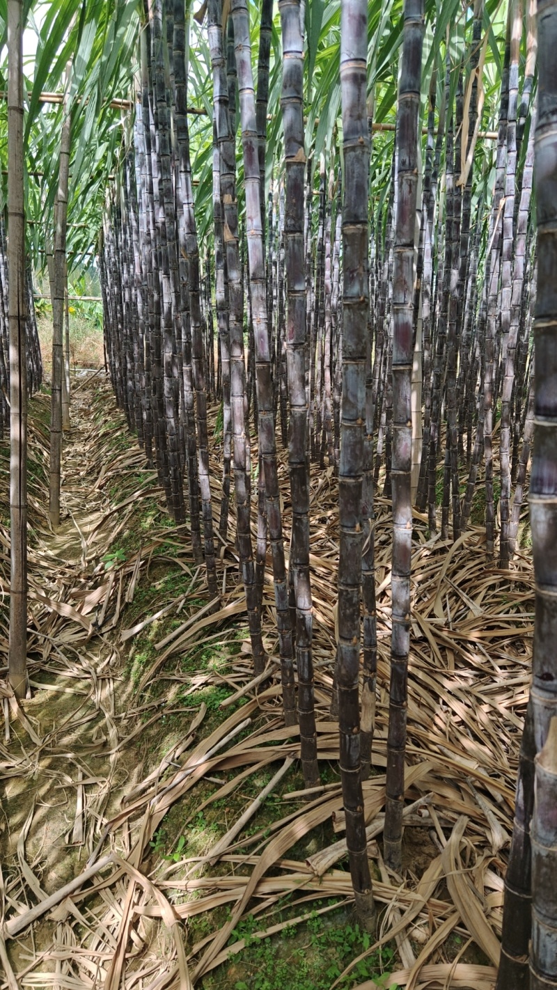 【热销】广东黑皮甘蔗甘蔗产地直发全国发货皮脆汁多
