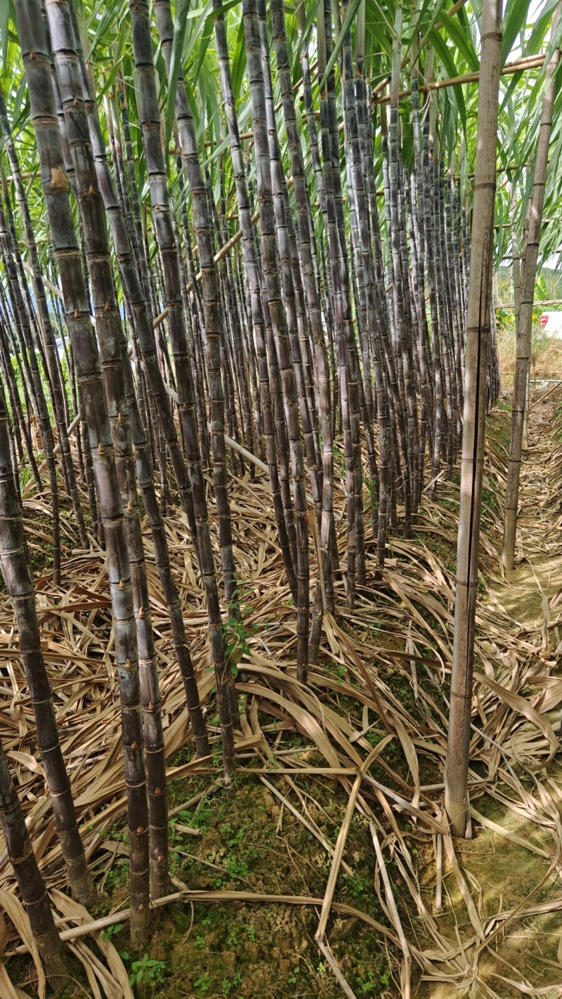 【热销】广东黑皮甘蔗甘蔗产地直发全国发货皮脆汁多