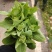 精品上海青上海青菜苔菜心大量上市品质保证量大