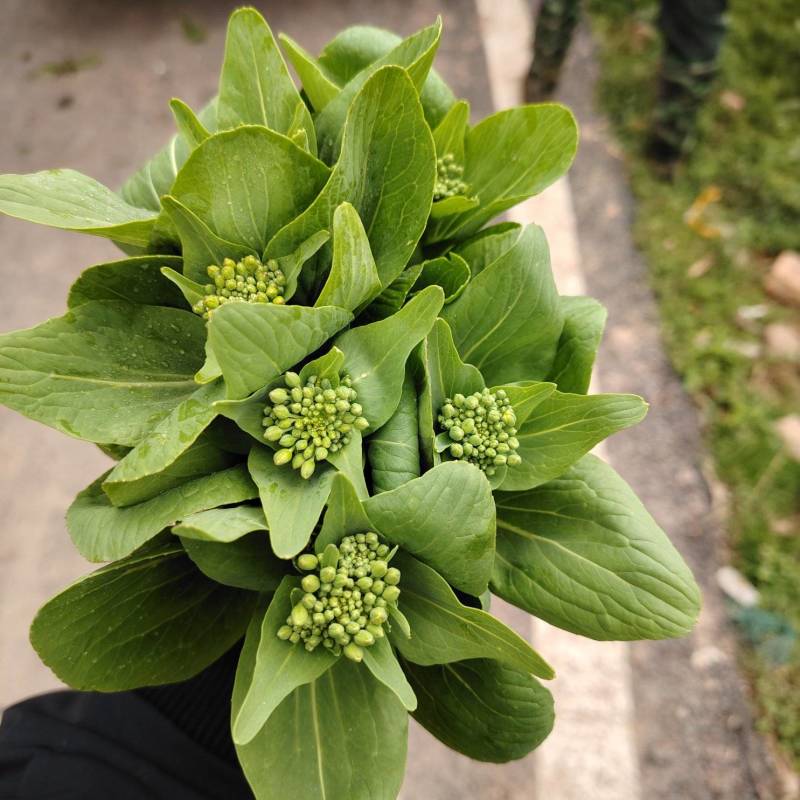 精品上海青上海青菜苔菜心大量上市品质保证量大