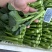 精品上海青上海青菜苔菜心大量上市品质保证量大