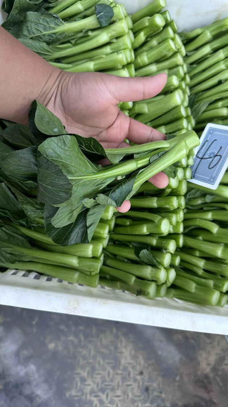 精品上海青上海青菜苔菜心大量上市品质保证量大