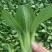 精品上海青上海青菜苔菜心大量上市品质保证量大