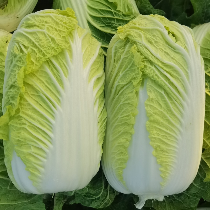 山西娃娃菜大量供应中，视频看货，欢迎电联