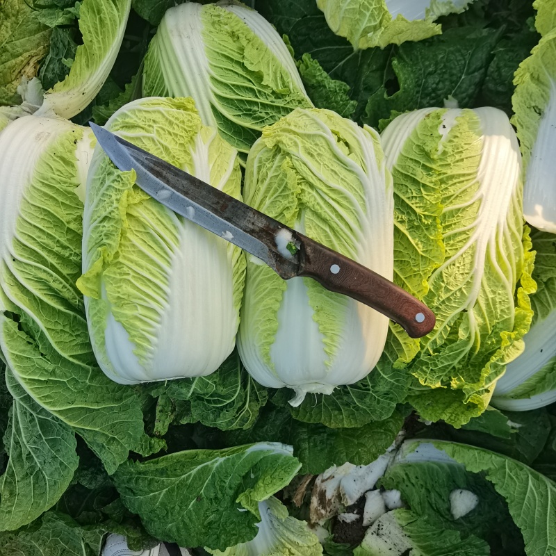 山西娃娃菜大量供应中，视频看货，欢迎电联