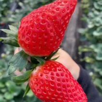 【今日推荐】奶油草莓山东产地可视频看货品质保证对接全国