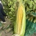 太阳花甜玉米🌽产地现掰现发甘甜欢迎来电洽谈