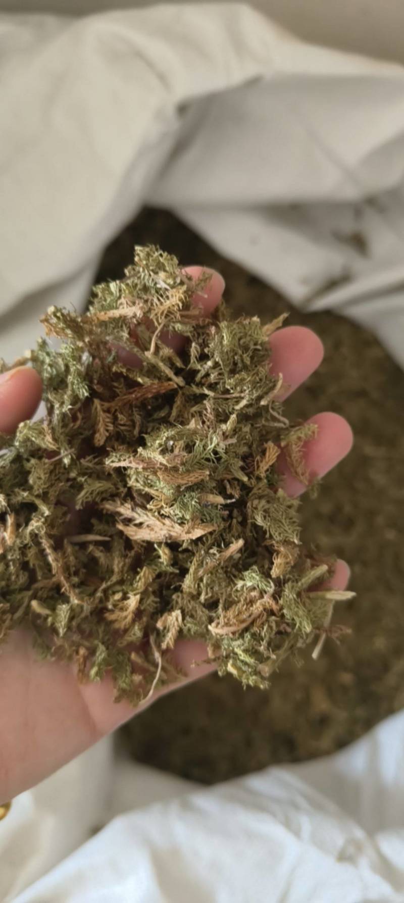 （热销）伸筋草一手货源严于品质实物拍摄祥泰药材栈欢迎购