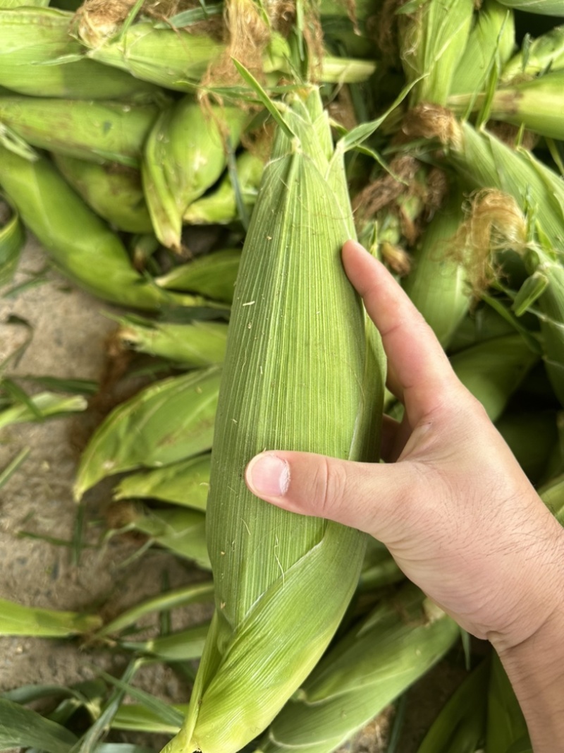 太阳花甜玉米🌽产地现掰现发甘甜欢迎来电洽谈