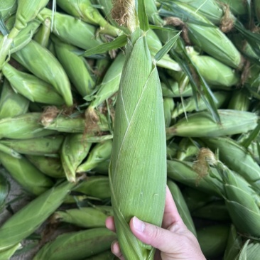 太阳花甜玉米🌽产地现掰现发甘甜欢迎来电洽谈