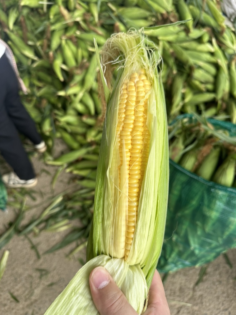 太阳花甜玉米🌽产地现掰现发甘甜欢迎来电洽谈
