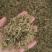 （热销）伸筋草一手货源严于品质实物拍摄祥泰药材栈欢迎购