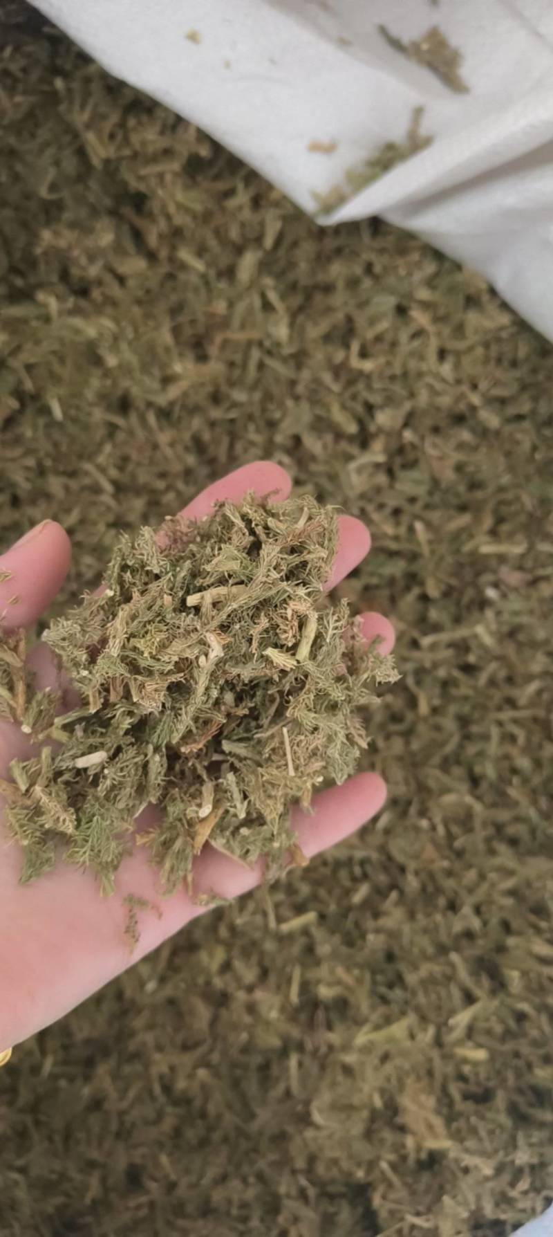 （热销）伸筋草一手货源严于品质实物拍摄祥泰药材栈欢迎购