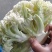 【新鲜】河南精品松花菜，青梗白面小米粒，耐运输，价格优