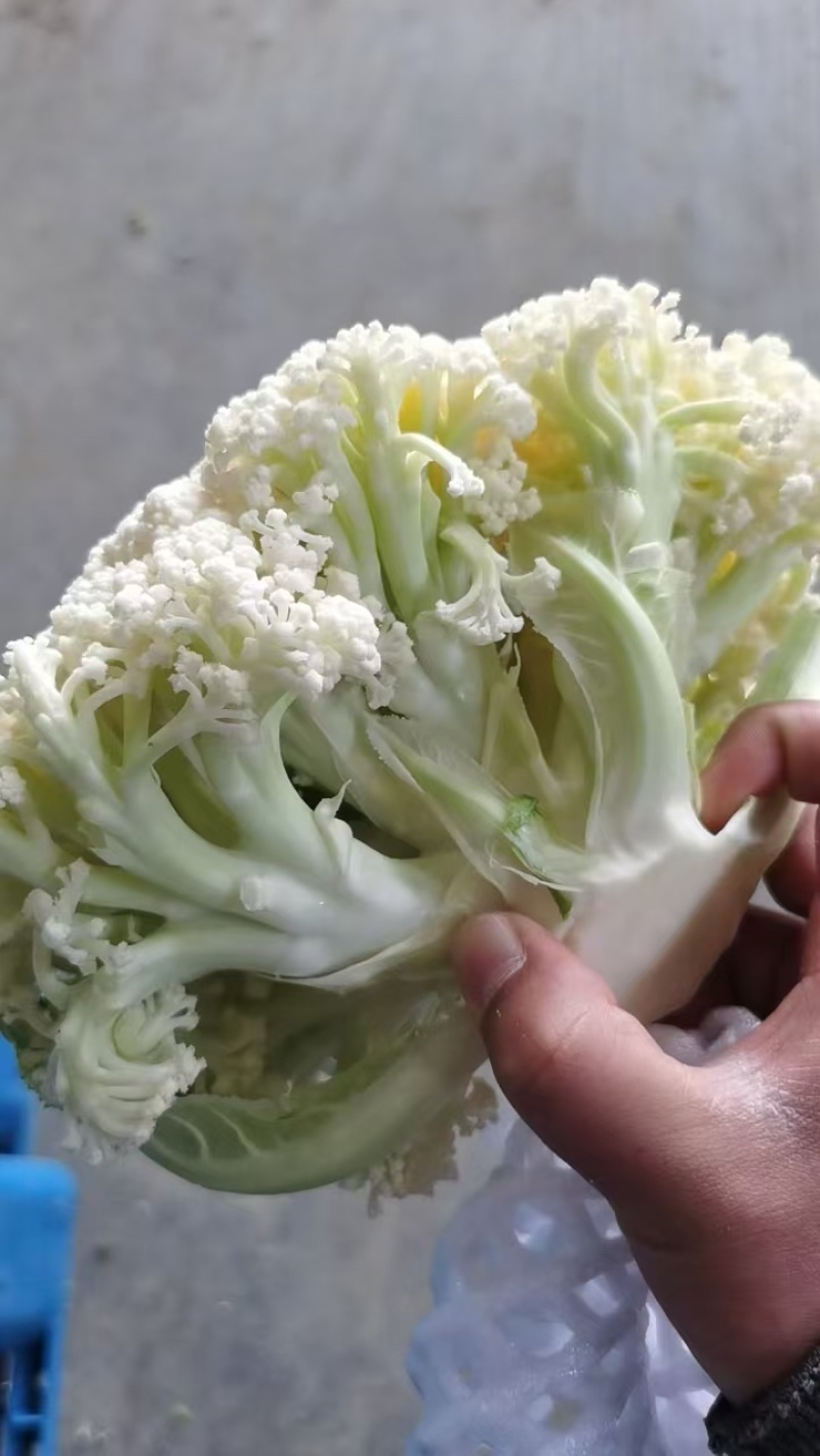 【新鲜】河南精品松花菜，青梗白面小米粒，耐运输，价格优