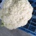 【新鲜】河南精品松花菜，青梗白面小米粒，耐运输，价格优