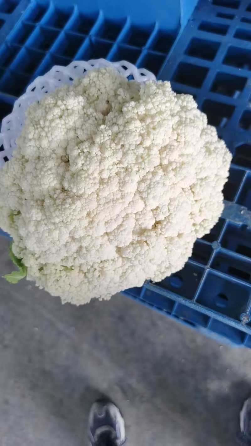 【新鲜】河南精品松花菜，青梗白面小米粒，耐运输，价格优