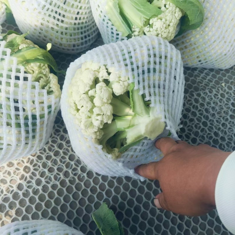 【新鲜】河南精品松花菜，青梗白面小米粒，耐运输，价格优