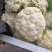 【新鲜】河南精品松花菜，青梗白面小米粒，耐运输，价格优