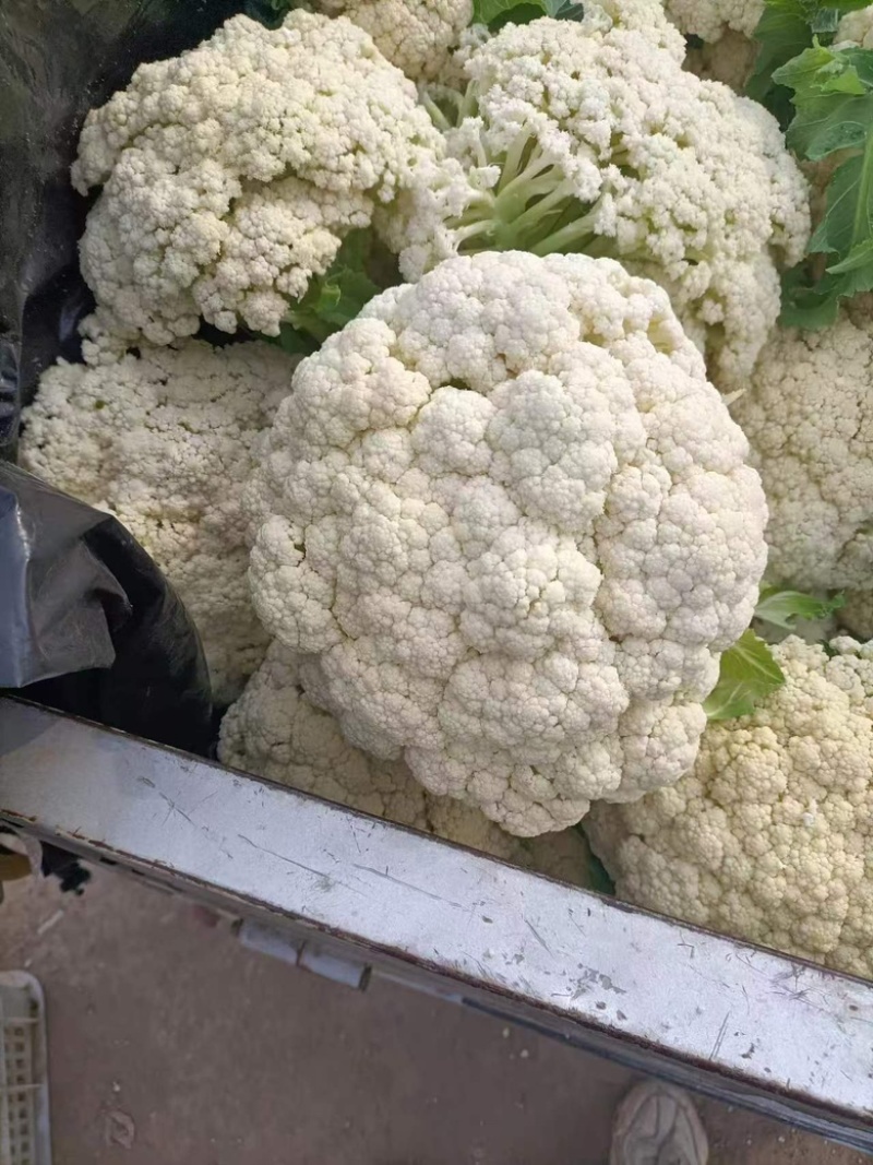 【新鲜】河南精品松花菜，青梗白面小米粒，耐运输，价格优