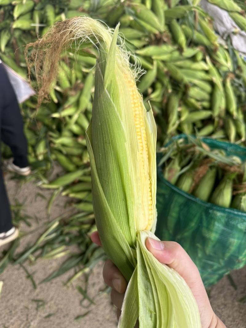 太阳花甜玉米大量上市对接商超市场电商品质保证欢迎来电