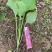 油菜苗