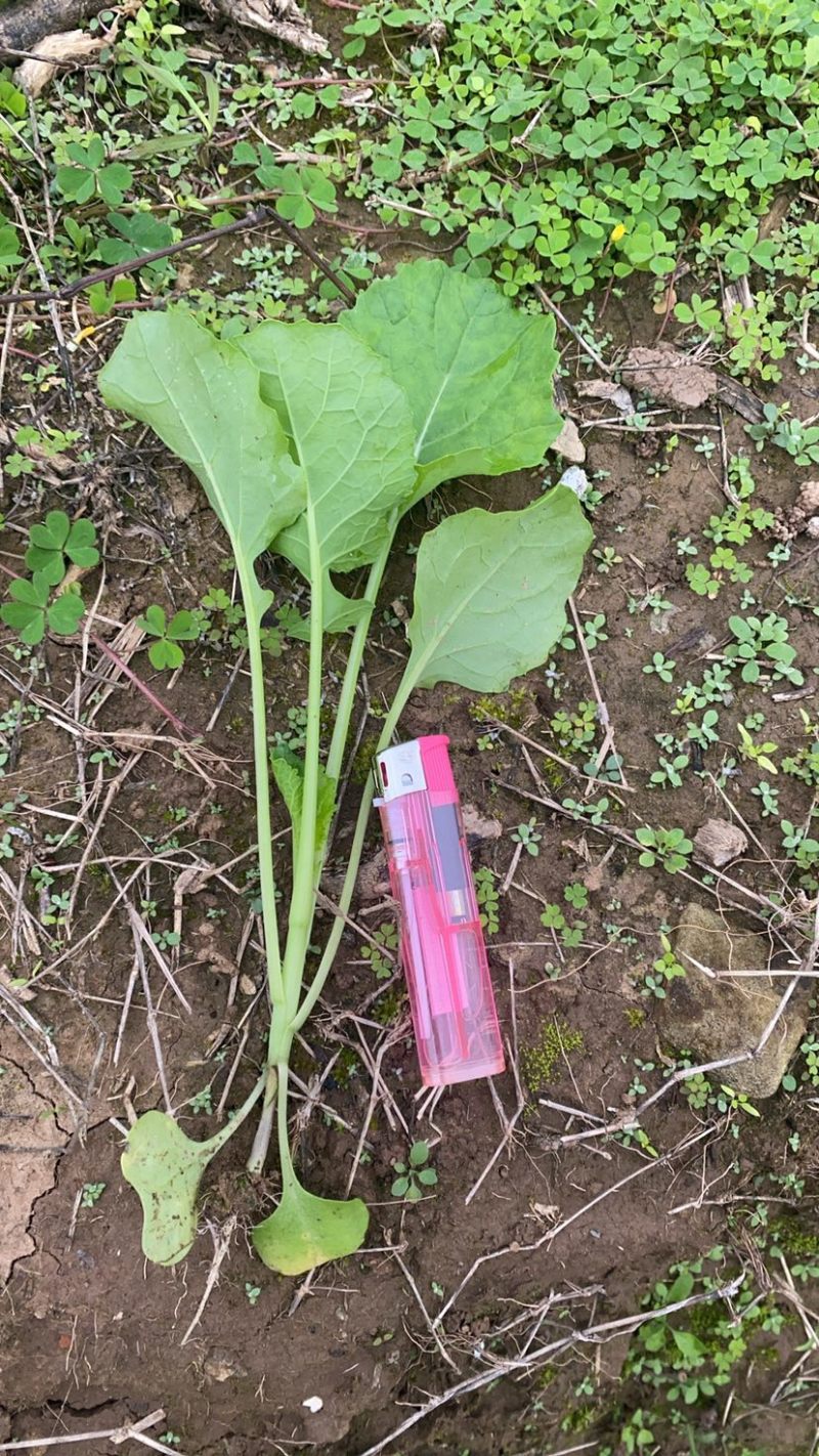 油菜苗