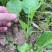 油菜苗