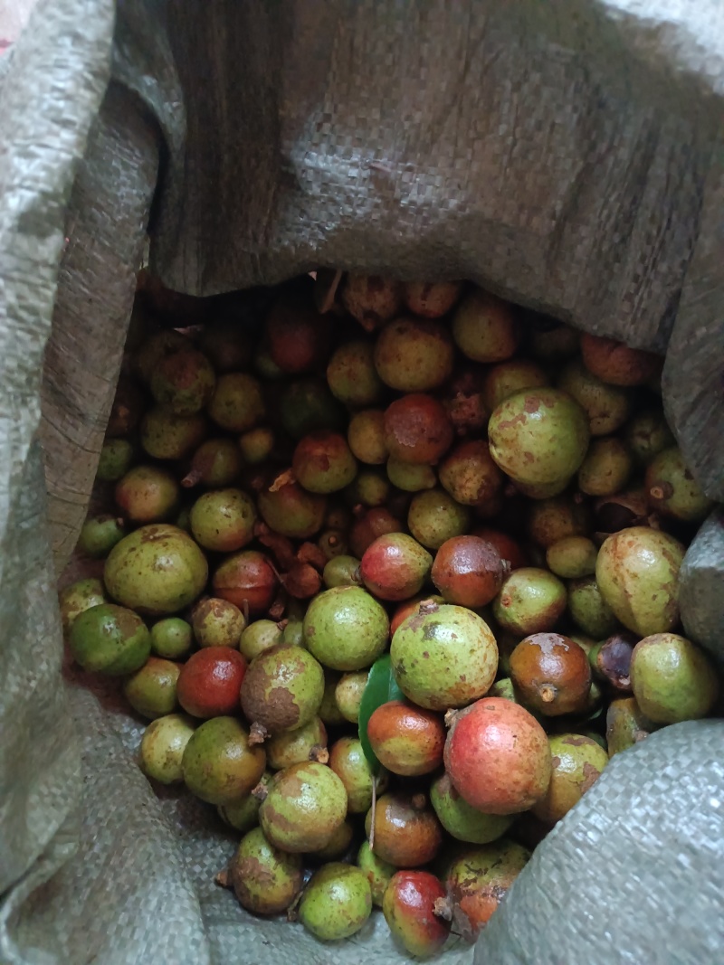 贵州山茶籽