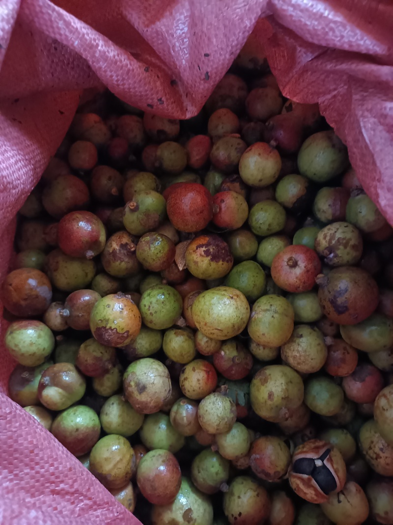 贵州山茶籽