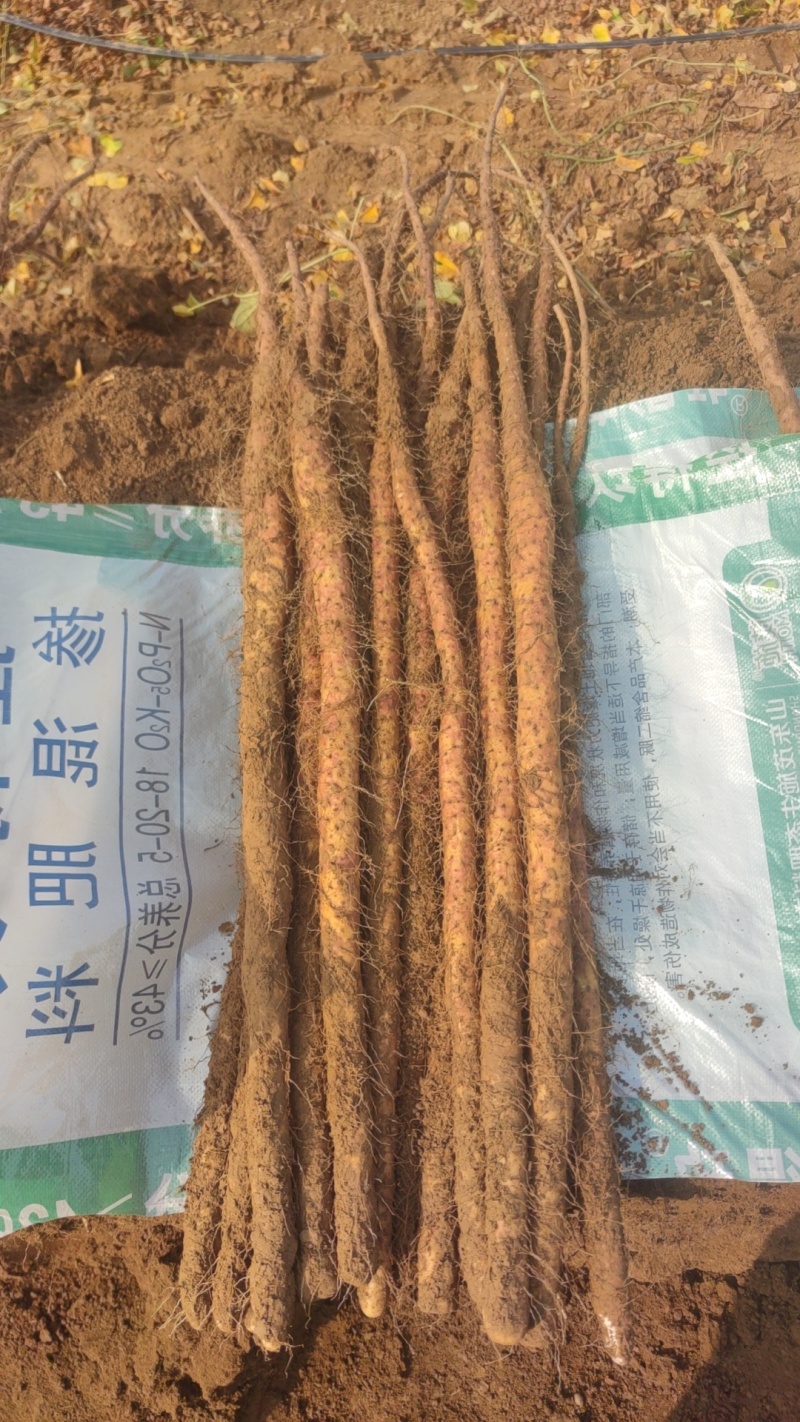 红皮铁棍麻山药大量供应口感面甜营养高