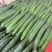 精品黄瓜青瓜密刺黄瓜新苗上市，大量供应超市、电商平台
