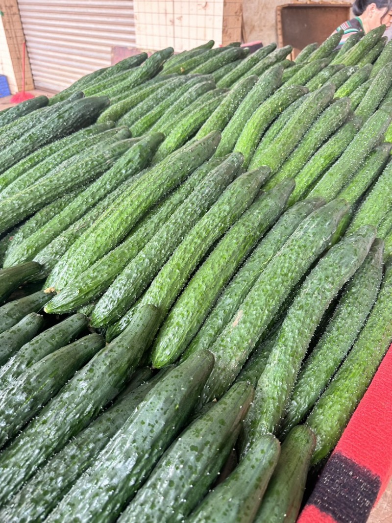精品黄瓜青瓜密刺黄瓜新苗上市，大量供应超市、电商平台