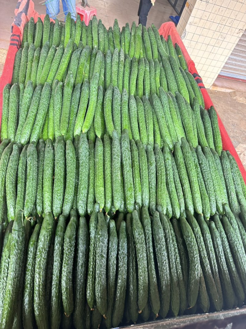 精品黄瓜青瓜密刺黄瓜新苗上市，大量供应超市、电商平台